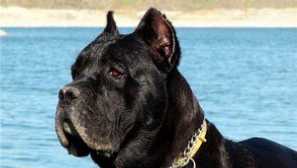 Отрицателни и положителни отзиви на собствениците за кейн корсо